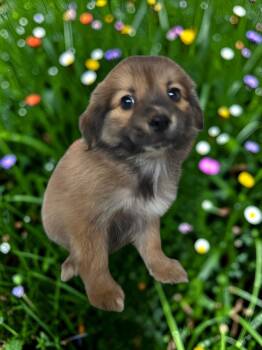 Luke -  Chihuahua and Spaniel Dog for Adoption in Dallas, Georgia - Luke | PetCurious