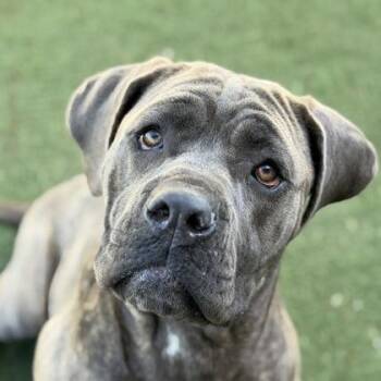 Cane Corso and Neapolitan Mastiff Dogs Available for Adoption - Wriggly | PetCurious