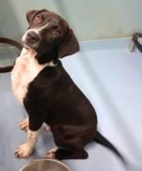 Milo -  Black Labrador Retriever Dog for Adoption in Sheboygan, Wisconsin - Milo | PetCurious