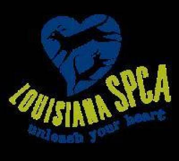 Rottweiler and Mixed Breed Dogs Available for Adoption - Vash | PetCurious