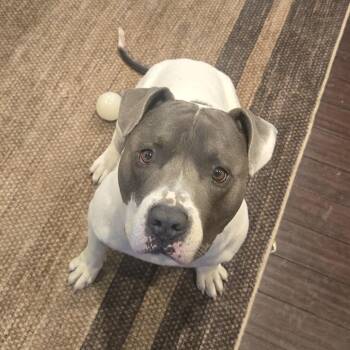 Pit Bull Terrier Dogs Available for Adoption - Rollie | PetCurious