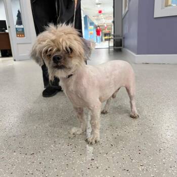 Matt -  Shih Tzu and Mixed Breed Dog for Adoption in Indianapolis, Indiana - Matt | PetCurious