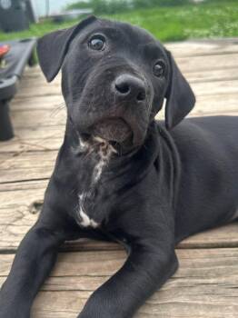 Pit Bull Terrier Dogs Available for Adoption in Germantown, Ohio - Buffalo Chicken Wings | PetCurious