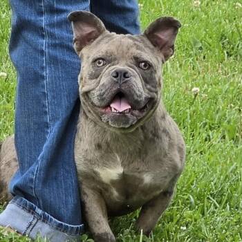 Ruby Lee -  Mixed Breed Dog for Adoption in Cooperstown, New York - Ruby Lee | PetCurious