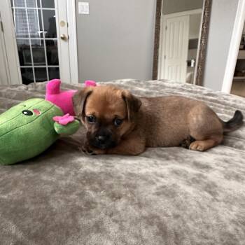 Happy -  Chihuahua and Pug Dog for Adoption in Austin, Texas - Happy | PetCurious