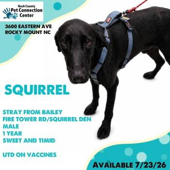 SQUIRREL  Available 7/23 - ADOPTION or RESCUE! -  Mixed Breed Dog for Adoption in Nashville, North Carolina - SQUIRREL  Available 7/23 - ADOPTION Or RESCUE! | PetCurious