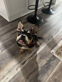 Diesel -  French Bulldog Dog for Adoption in New Port Richey, Florida - Diesel | PetCurious