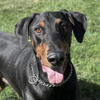 Titan - ECAS -  Doberman Pinscher and Mixed Breed Dog for Adoption in Pleasanton, California - Titan - ECAS | PetCurious