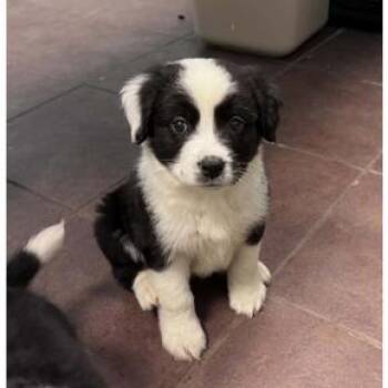 Kristoff -  Australian Shepherd Dog for Adoption in Austin, Texas - Kristoff | PetCurious