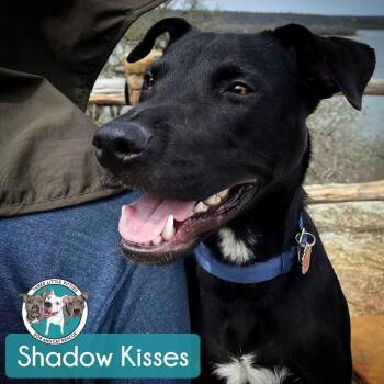 Shadow Mini Hershey Kisses -  Black Labrador Retriever and Pit Bull Terrier Dog for Adoption in Friendswood, Texas - Shadow Mini Hershey Kisses | PetCurious