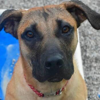 JULIE ANDREWS -  Great Dane Dog for Adoption in Bowling Green, Ohio - JULIE ANDREWS | PetCurious