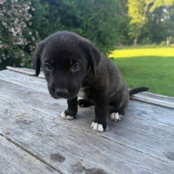 Grizzly -  Mixed Breed Dog for Adoption in Valley, Alabama - Grizzly | PetCurious