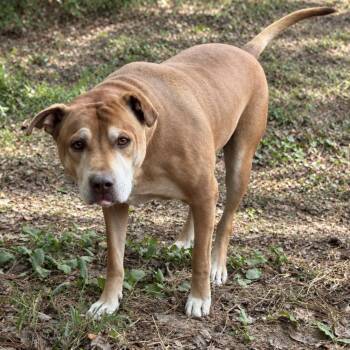 Nash -  Terrier Dog for Adoption in Longview, Texas - Nash | PetCurious