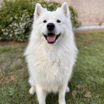 Zeus -  Samoyed Dog for Adoption in Los Angeles, California - Zeus | PetCurious