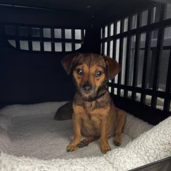 Leya -  Mixed Breed Dog for Adoption in Jupiter, Florida - Leya | PetCurious