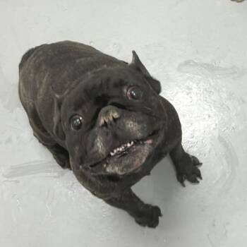 French Bulldog Dogs Available for Adoption in Fredericksburg, Virginia - Java | PetCurious