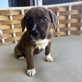 Mixed Breed Dogs Available for Adoption in Charlotte, North Carolina - Finnick | PetCurious