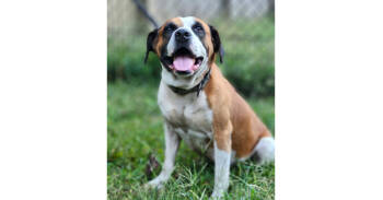 Rescue Boxer Dogs for Adoption in Naperville, Illinois - Roman | PetCurious