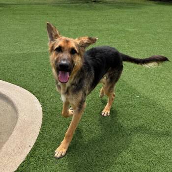 Pelican -  German Shepherd Dog Dog for Adoption in Loxahatchee Groves, Florida - Pelican | PetCurious