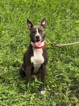 Rescue Pit Bull Terrier Dogs for Adoption in New Smyrna Beach, Florida - Colt | PetCurious