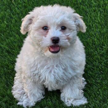 Pizza Pup - Pesto -  Maltese and Poodle Dog for Adoption in San Diego, California - Pizza Pup - Pesto | PetCurious