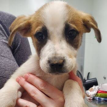 Rescue Shepherd Dogs for Adoption in Chattanooga, Tennessee - Heath Burn | PetCurious