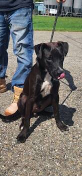 MITCH 229-26 -  Labrador Retriever Dog for Adoption in Cambridge, Ohio - MITCH 229-26 | PetCurious
