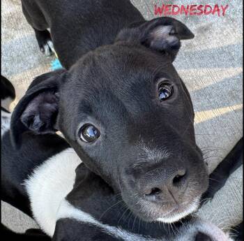 Wednesday -  Rat Terrier and Pit Bull Terrier Dog for Adoption in Fort Pierce, Florida - Wednesday | PetCurious