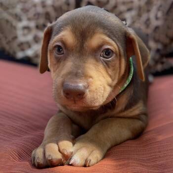 Shepherd and Hound Dogs Available for Adoption in San Diego, California - Africa Pup - Tanzania | PetCurious