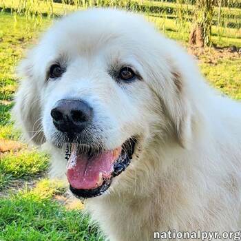 Mason in KY - Soft-hearted & Devoted -  Great Pyrenees Dog for Adoption in Beacon, New York - Mason In KY - Soft-hearted & Devoted | PetCurious