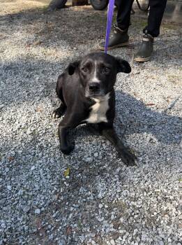 Pumpkin -  Mixed Breed Dog for Adoption in Elizabethtown, North Carolina - Pumpkin | PetCurious
