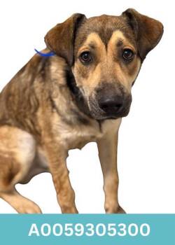 Rescue Shepherd Dogs for Adoption in Red Bluff, California - Mowgli | PetCurious