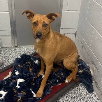 Rescue Mixed Breed Dogs for Adoption in Fairmont, West Virginia - Lola | PetCurious