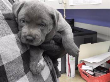 O -  Boxer and Mixed Breed Dog for Adoption in Omaha, Nebraska - O | PetCurious
