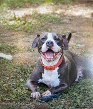 Big Mama -  American Staffordshire Terrier Dog for Adoption in Saluda, Virginia - Big Mama | PetCurious