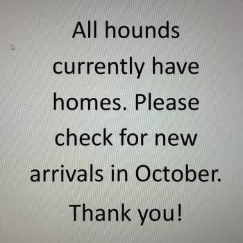 Check Back Soon -  Greyhound Dog for Adoption in Chagrin Falls, Ohio - Check Back Soon | PetCurious