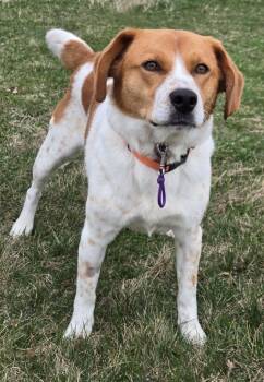 Spaniel and Beagle Dogs Available for Adoption in Sandusky, Ohio - JEWEL | PetCurious