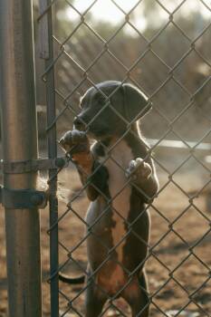 Sterling -  Pit Bull Terrier Dog for Adoption in Bonita, California - Sterling | PetCurious