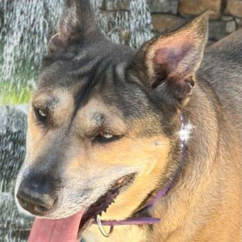 Fran -  American Staffordshire Terrier and Shepherd Dog for Adoption in Kingman, Arizona - Fran | PetCurious