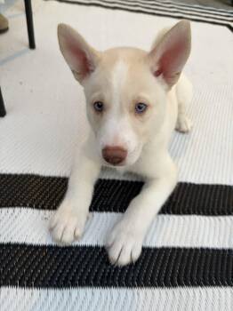 Buzz - HaveLock Litter -  Husky Dog for Adoption in Holly Springs, North Carolina - Buzz - HaveLock Litter | PetCurious