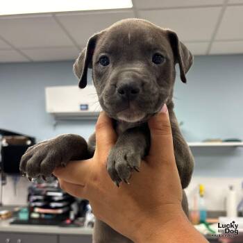 Terrier Dogs Available for Adoption in Washington, District Of Columbia - Frank | PetCurious