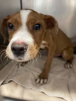 Rooster -  Labrador Retriever and Pit Bull Terrier Dog for Adoption in Mobile, Alabama - Rooster | PetCurious