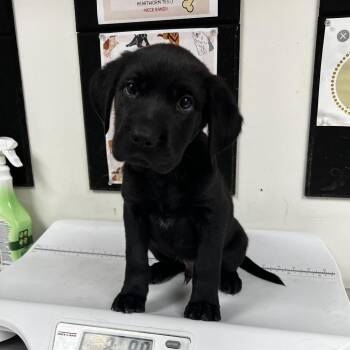 Heath -  Black Labrador Retriever Dog for Adoption in Birmingham, Alabama - Heath | PetCurious