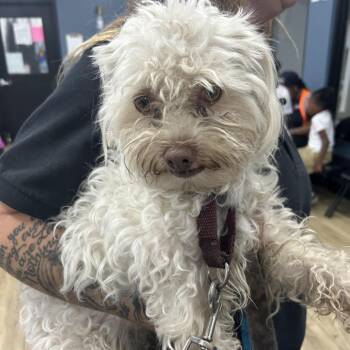 Maltese Dogs Available for Adoption in Newark, New Jersey - Tommy | PetCurious