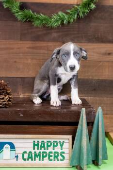 468-26 -  Pit Bull Terrier Dog for Adoption in Brighton, Colorado - 468-26 | PetCurious
