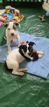 Marley -  American Staffordshire Terrier Dog for Adoption in Hillsdale, New York - Marley | PetCurious