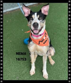 Catahoula Leopard Dog and Australian Cattle Dog Blue Heeler Dogs Available for Adoption - NEMA  | PetCurious