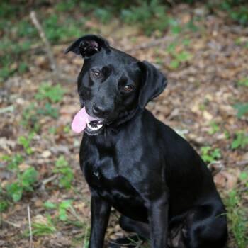 Lucia -  Black Labrador Retriever Dog for Adoption in Binghamton, New York - Lucia | PetCurious