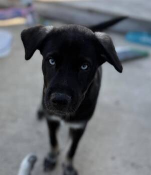 Rescue American Staffordshire Terrier and Husky Dogs for Adoption in San Antonio, Texas - TOBY | PetCurious