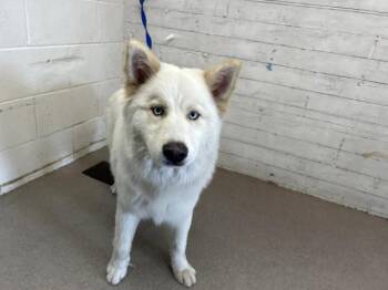 Siberian Husky and Mixed Breed Dogs Available for Adoption in San Bernardino, California - GHOST | PetCurious